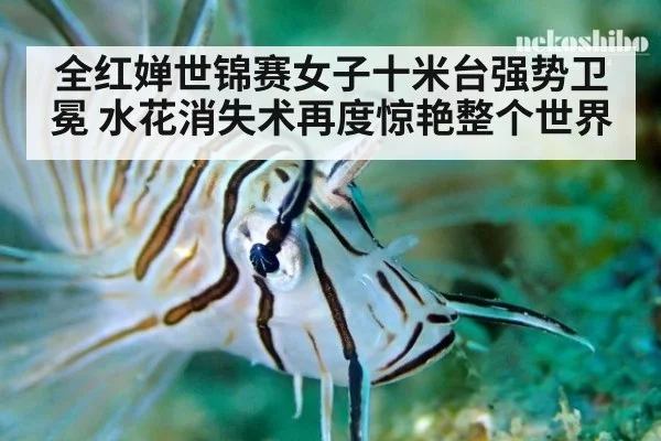 全红婵世锦赛女子十米台强势卫冕 水花消失术再度惊艳整个世界